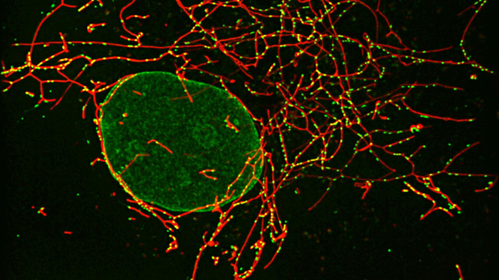 Red Green Research image