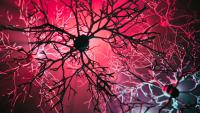 neurons in 3D