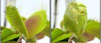 NeuroGrids developed by Columbia engineers and neuroscientists were recently used by botanists to investigate electrical signals in the Venus flytrap. Images from Armada-Moreira, et al. 2023. DOI: 10.1126/sciadv.adh4443