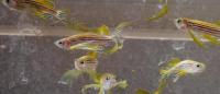 zebrafish. credit-nichd_cc_by_2-0